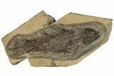 Rare, Undescribed Fossil Coelacanth - Kinney Quarry, New Mexico #206435-1